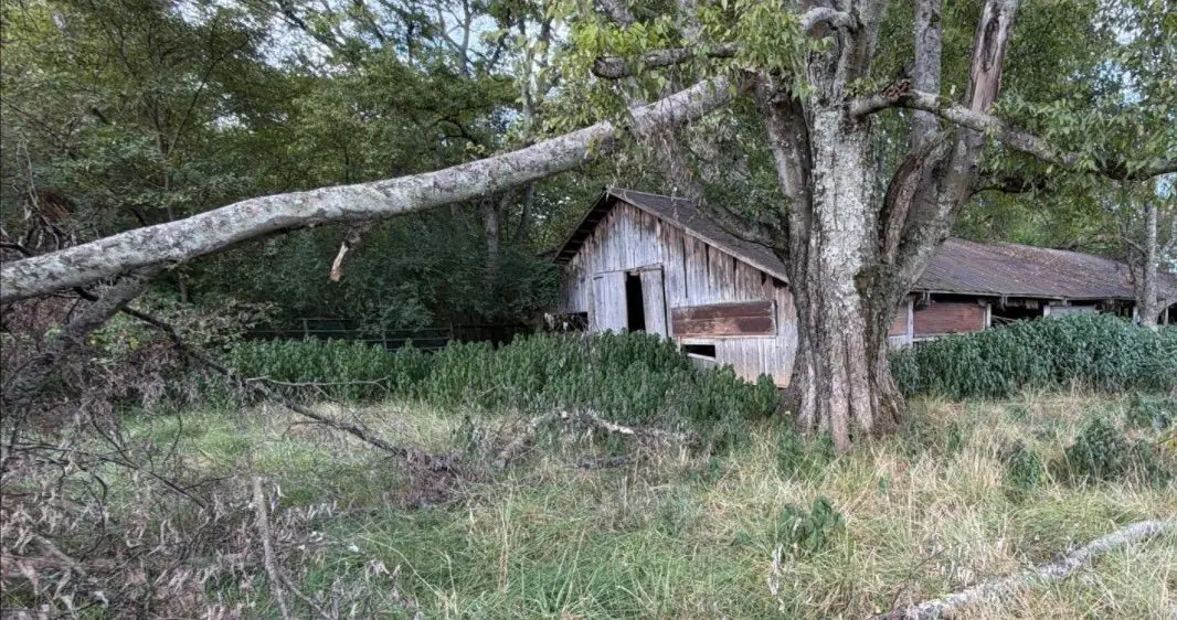 Overgrown field and brush in front of an old wooden barn before clearing