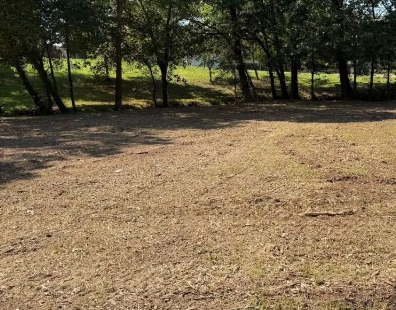 Same area after: brush gone, ground smoothed under the trees