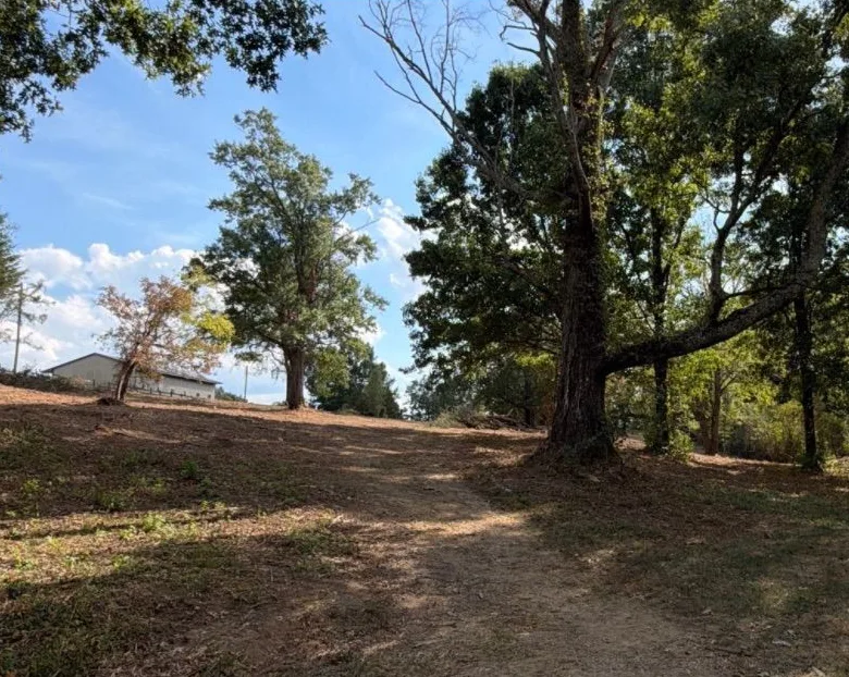 The same tree after clearing, with open ground and a path beneath the canopy