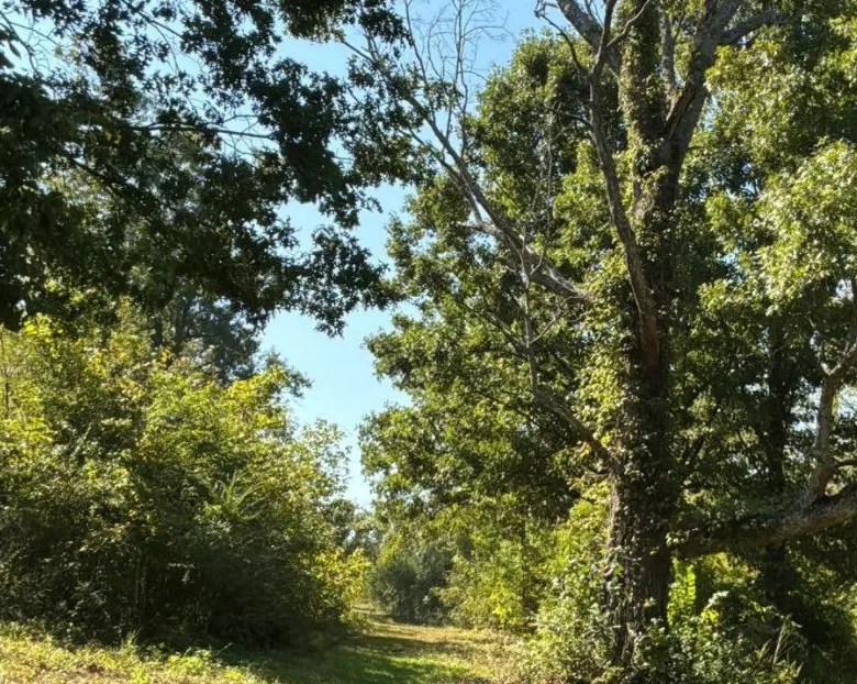 Heavy underbrush crowding the base of a large tree