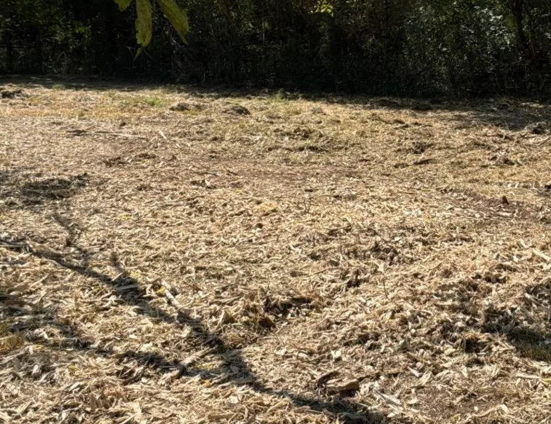 Same spot after mulching: the tree is gone and the ground is covered in fresh mulch