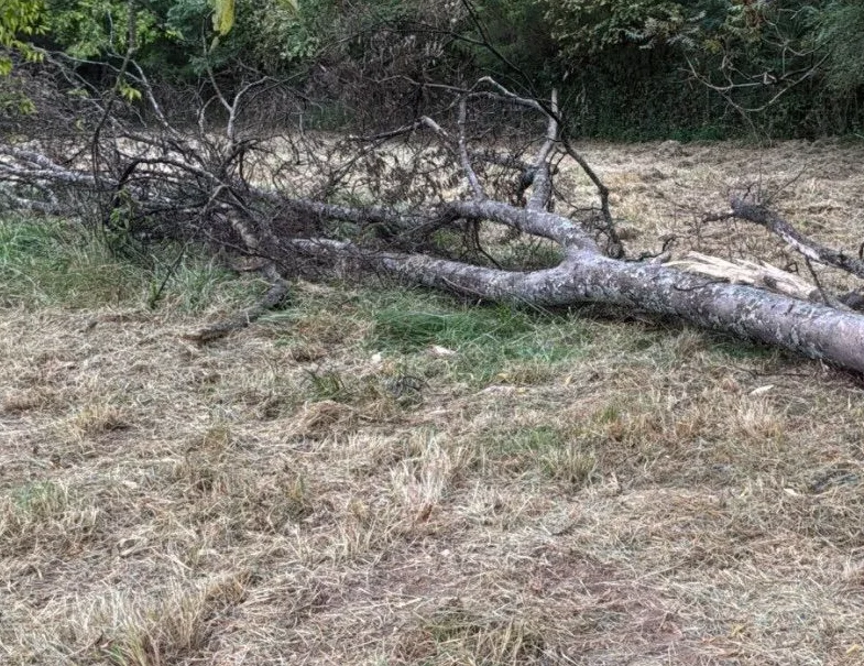 Fallen tree and broken limbs lying across a field edge before mulching