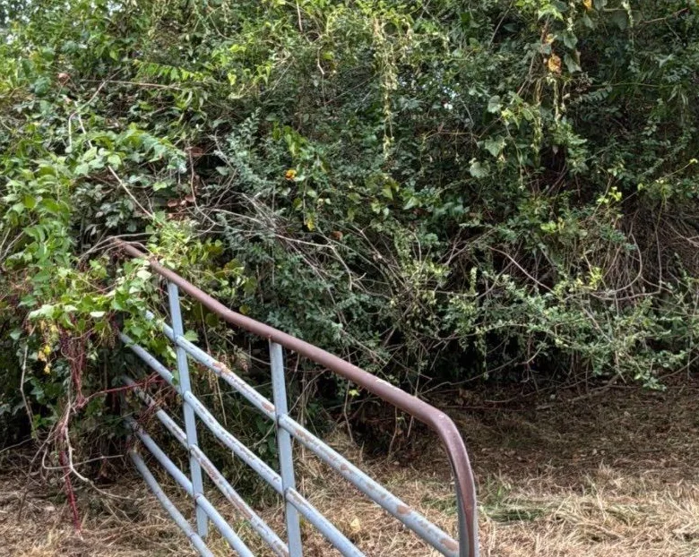 Metal field gate buried in thick brush and vines