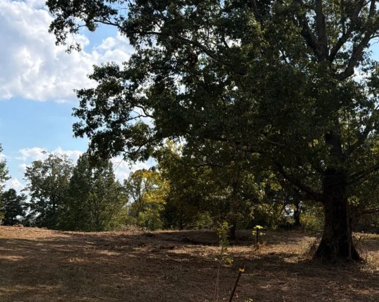 The same area after clearing: open ground under a mature shade tree