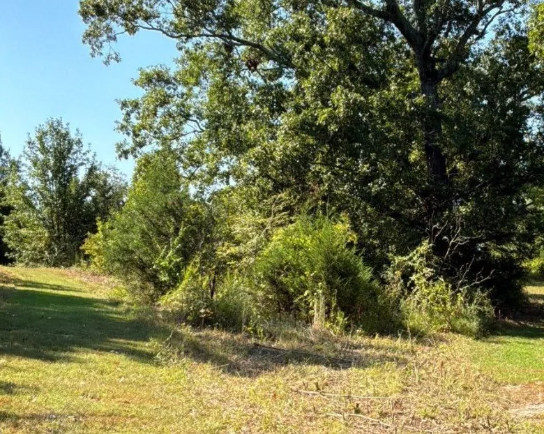Brush and saplings overgrown along the edge of a lawn