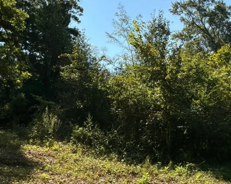 Dense thicket of brush and saplings blocking the view