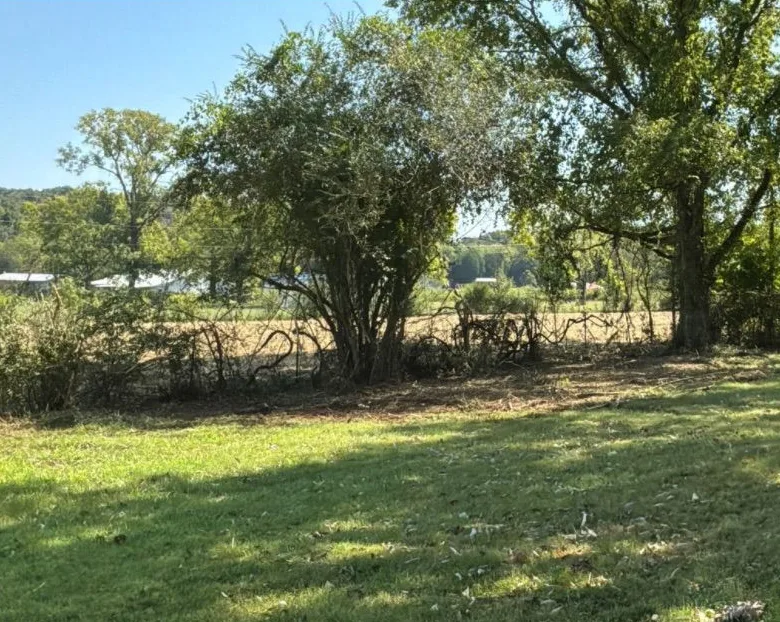 The same tree line after thinning, with fields visible beyond