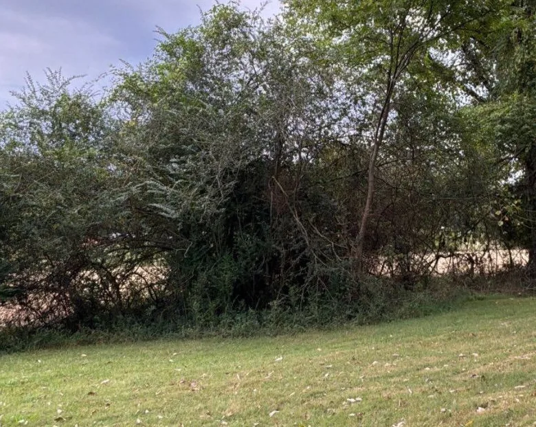 Overgrown tree line tangled with brush and vines